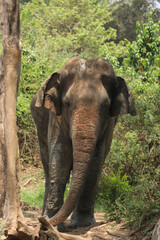 Fototapeta premium Bull Elephant in Somawathiya National Park,Sri Lanka