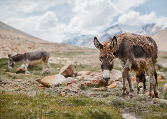 Group of horses with thieir nature ,Jammu-Kashmir,Northern India