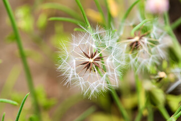 Beautiful spring-blooming close-up of cauliflower and seeds of pockmarked cabbage, a wild herb from North China