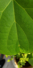 texture of a fresh green leaf, macro photography, close up, wallpaper