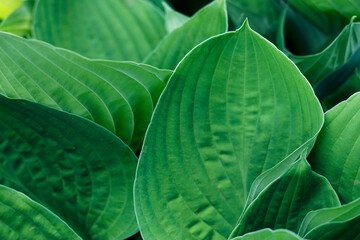 Obraz premium Green hosta textured leaves in summer garden. Natural patterned background.