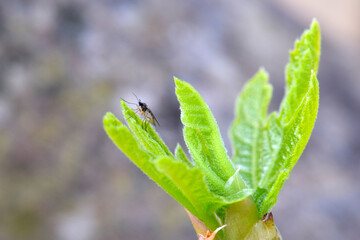 Fig Leaf Mosquito 02