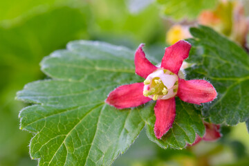Red Star Currant Blossom 02