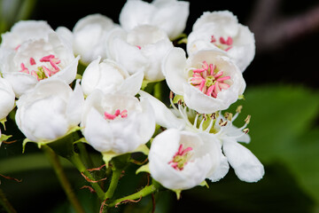 Obraz premium Beautiful hawthorn flowers bloom on the hawthorn tree in spring