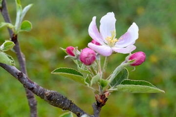 Obraz premium Apple Blossom Profile 01