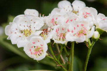 Beautiful hawthorn flowers bloom on the hawthorn tree in spring