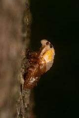 Brood X cicada