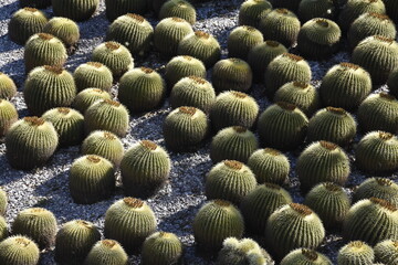 Cactus and shadows