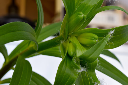 Asiatic Lilies Buds 01