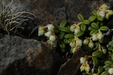 八ヶ岳のお花畑。コメバツガザクラ。White flowers of  VArcterica nana 