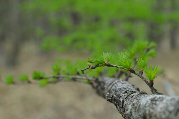 八ヶ岳の森。wooden trail to the deep dark forest in Yatsugatake