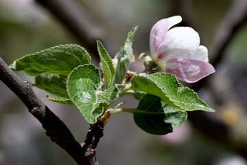 Apple Blossom Profile 02