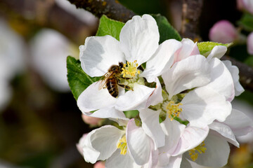 Apple Blossom Bee 02