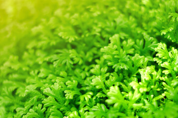 Plants in the park floor