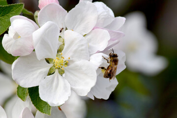 Fototapeta na wymiar Apple Blossom Bee 05