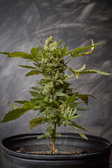 Planta c&aacute;nnabis marihuana medicinal terap&eacute;utica natural