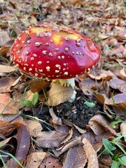 fly mushroom
