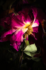A Macro Shot Of A Drying Red Rose