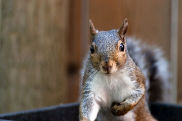 Cute grey squirrel close up, with one arm tucked up against its chest