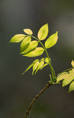 Backlit closeup of new leaves in spring in the forest