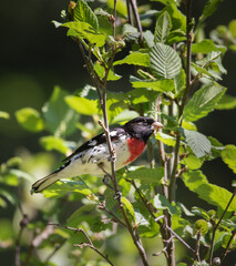 Beautiful male Rose-breasted Grosbeak in green foliage