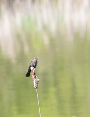 A nature or spring background of a bird swaying on a cattail near the water with green reflections