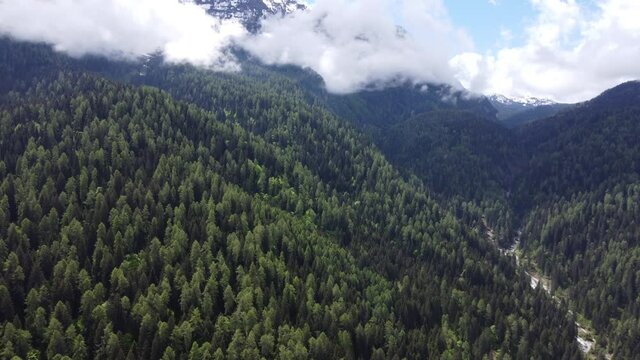 bosci foresta abeti pini montagne dolomiti 