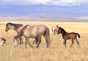 Horses in the Altai Mountains. Domestic animals with foals graze on a spring meadow in the Kurai steppe against the background of snow-capped mountains. Siberia, Russia
