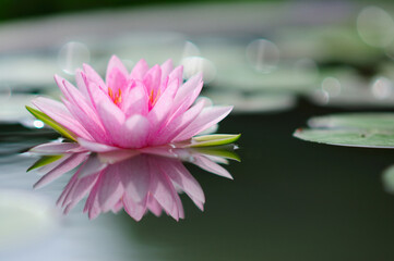 Pink Water Lily (with reflection)