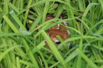 Baby Deer Fawn Hiding in the Grass