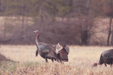 bird, animal, nature, turkey, wildlife, wild, grass, farm, beak, feather, geese, birds, feathers, red, pheasant, goose, poultry, hen, animals, guineafowl, field, avian, fowl, duck, outdoors