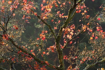紅葉