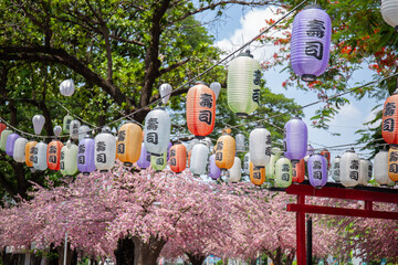 Various colored Japanese lanterns that decorate the cherry blossoms in rows. The text on the...
