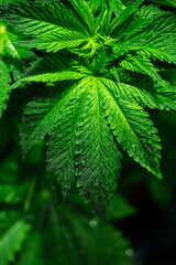 Close-up of hemp leaves with raindrops. Background image of green leaves selective focus. Cannabis leaves, medical drug. Water Droplets  on the marijuana leaves.