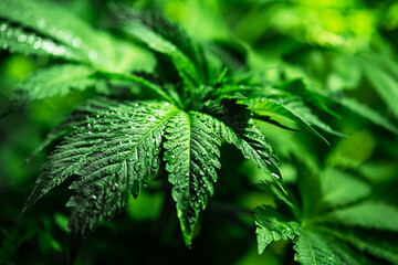 Close-up of hemp leaves with raindrops. Background image of green leaves selective focus. Cannabis...