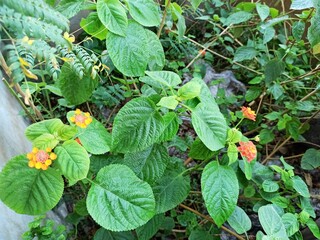 strawberry plant in the garden