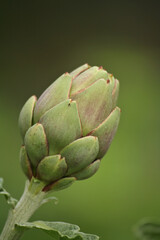 Artichoke in Garden With Blurred Green Plant Background