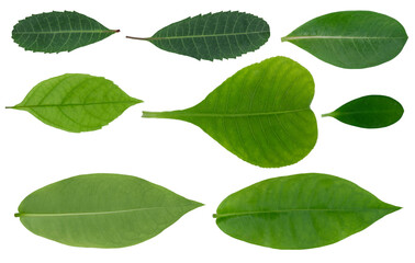 Fototapeta premium Closeup of set of green nature leaf isolated cutout on white background with clipping path.
