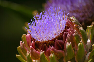 Blooming Purple Artichoke Growing in Garden Shallow DOF