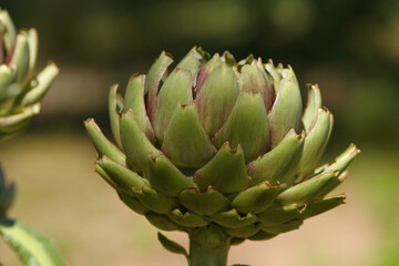 Artichoke in Garden With Blurred Green Plant Background