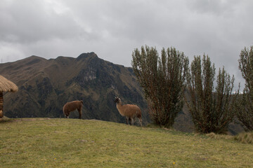 Obraz premium Llamas en Ecuador un animal común de los páramos andinos