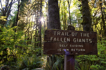 Canadian Rain Forest. Trail Signage around Fresh Green Trees in the Woods with Moss. Taken in Golden Ears Provincial Park, near Vancouver, British Columbia, Canada. Nature Background