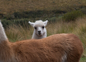 Fototapeta premium Llamas en Ecuador un animal común de los páramos andinos