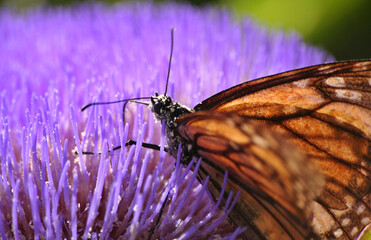 Fototapeta na wymiar Blooming Purple Artichoke in Garden With Butterfly