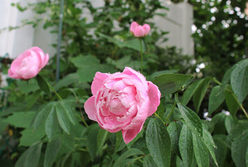 Pink peony splashed with water droplets in garden