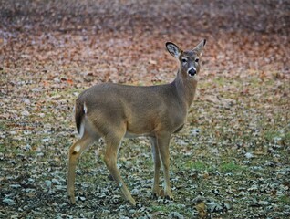 deer in the woods