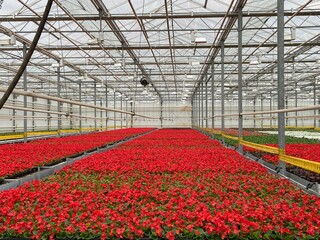 greenhouse with flowers