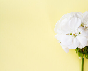 Single stem of white geranium flowers against a simple smooth background; simple composition of a white flower with copy space beside.
