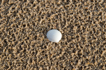 top view of sea shell on a yellow wet sand at summer beach. Sea shell is located on the center of the picture for copy space.