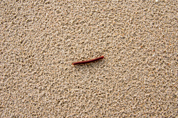 A red millipede crawling on sea sand